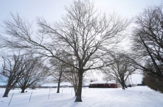Погода на 31 січня: коли буде пік морозів і які області стануть найхолоднішими в Україні