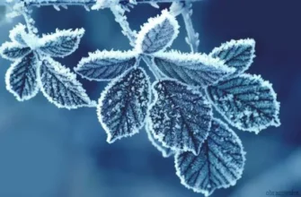 Покращення ще не видно? Синоптик розповіла, як довго триватимуть морози в Україні