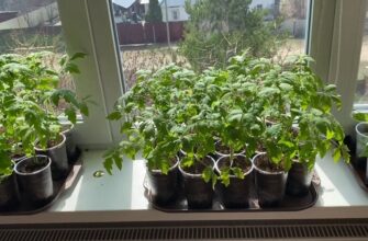 В січні, лютому чи в березні? Ось коли у 2026 році треба висівати розсаду, щоб отримати щедрий урожай