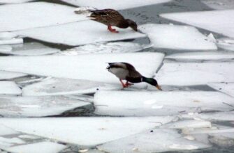 Коли у Києві припиняться морози: відома синоптикиня поділилася прогнозом “для своїх”