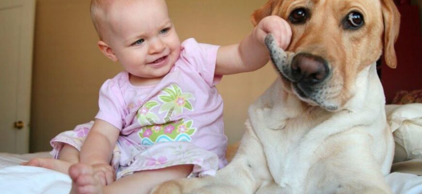 Ці 5 порід собак виглядають мило, але життя з ними – пекло: одна хропе, а не дихає, інша стрибає 24/7