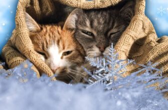 Морози до -18 та нові “гойдалки”: якою буде погода в Україні 11 лютого