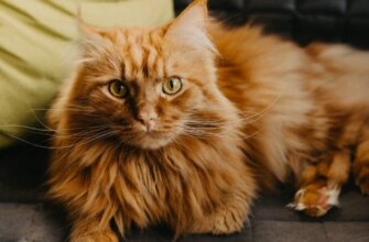 “Знайомтеся, Теодор!”: Мережу підірвали кадри одного з найбільших котів у світі (відео)