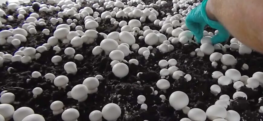 Гриби збираю не в лісі, а вдома у коробці: закопала спори у звичайну землю – перші з’явились через 2 тижні Гриби збираю не в лісі, а вдома у коробці: закопала спори у звичайну землю – перші з’явились через 2 тижні