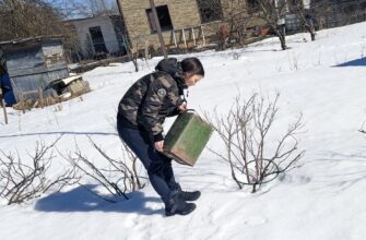 Я за натуральні добрива: які саме можна розкидати по снігу, як правильно та який результат отримаєте навесні