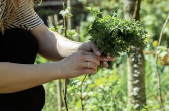 Обов’язково зробіть це перед посівом: урожай петрушки й кропу буде вдвічі більшим