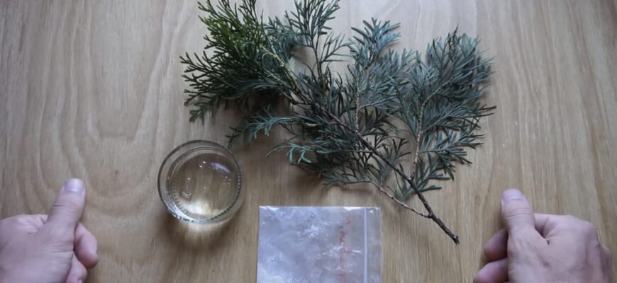 Зрізала 1 гілку в міському парку – отримала дерево: найпростіший спосіб виростити тую у себе на ділянці