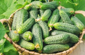 Не пропустіть час! Коли найкраще садити огірки на розсаду, а коли — в ґрунт