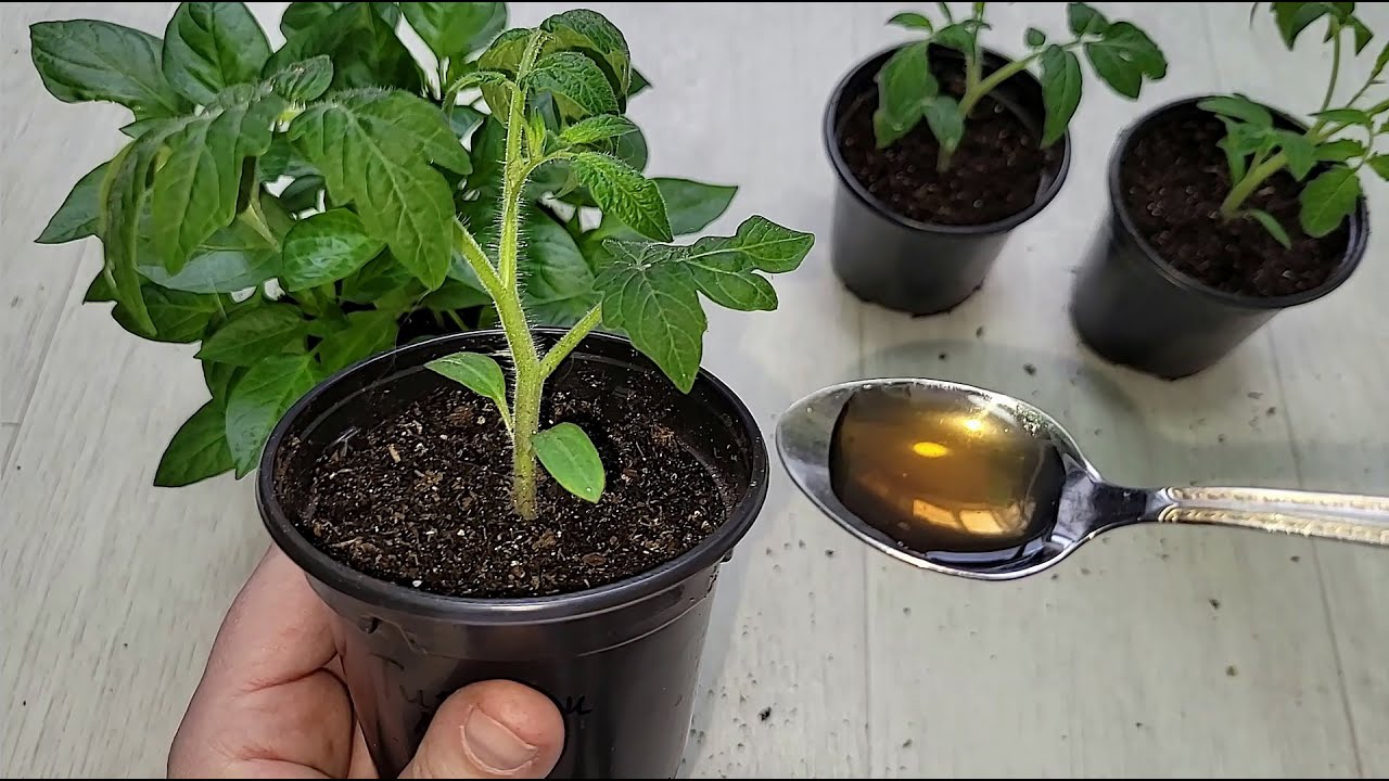 Городники розповіли, що робити з розсадою, якщо вона витягується і жовтіє Городники розповіли, що робити з розсадою, якщо вона витягується і жовтіє