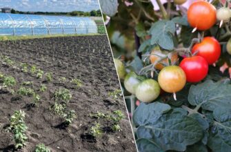 Знайшла на форумі статтю про 4 сорти помідорів, які дають урожай навіть при +10 вночі: висаджу їх усі!