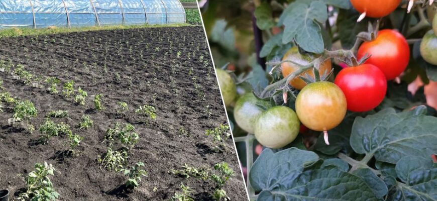Знайшла на форумі статтю про 4 сорти помідорів, які дають урожай навіть при +10 вночі: висаджу їх усі!