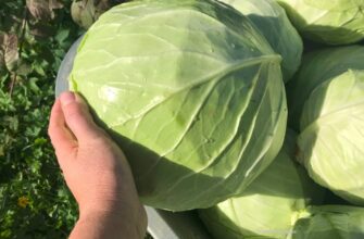 Після цієї 1 популярної помилки капуста тріскається: агроном пояснив, як поливати правильно до збору