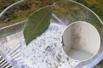 Ставлю на вікно мисочку із сіллю, а туди 5 лаврових листків – 2 цілих, 3 подрібнених: не забобони, а “трюк”