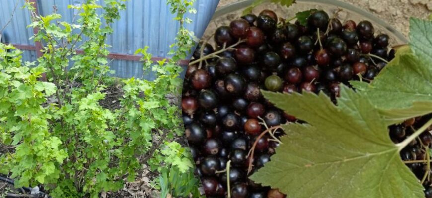 Картопляні лушпайки не викидаю в сміття: сушу та закопую під смородину, як тільки відлига Картопляні лушпайки не викидаю в сміття: сушу та закопую під смородину, як тільки відлига