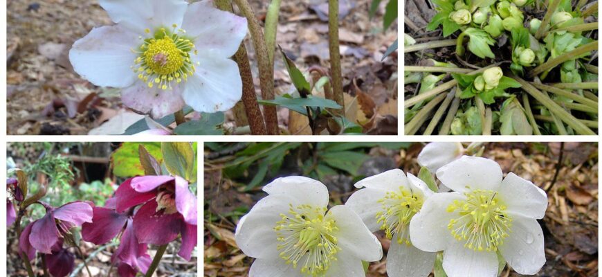 Цей 1 унікальний багаторічник розквітає в лютому, коли панують холоди: сусіди в ауті від краси мого саду Цей 1 унікальний багаторічник розквітає в лютому, коли панують холоди: сусіди в ауті від краси мого саду