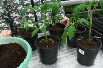 Не розсада, а потужні “дубки”: 2 ложки на склянку теплої води – і мої перці з томатами міцніють на очах