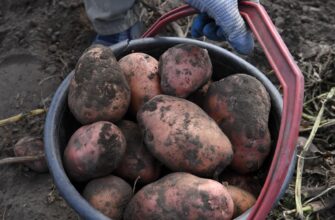 Перед посадкою замочую картоплю на 20 хвилин: так врожайність виростає на 10-20 кг з “квадрата”
