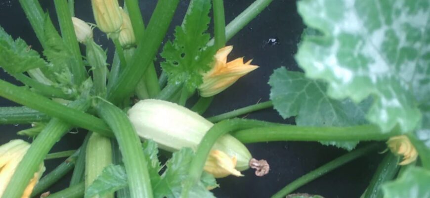 Температурні гойдалки їм байдужі: 2 сорти супер кабачків, які родять нон-стоп уже у травні Температурні гойдалки їм байдужі: 2 сорти супер кабачків, які родять нон-стоп уже у травні