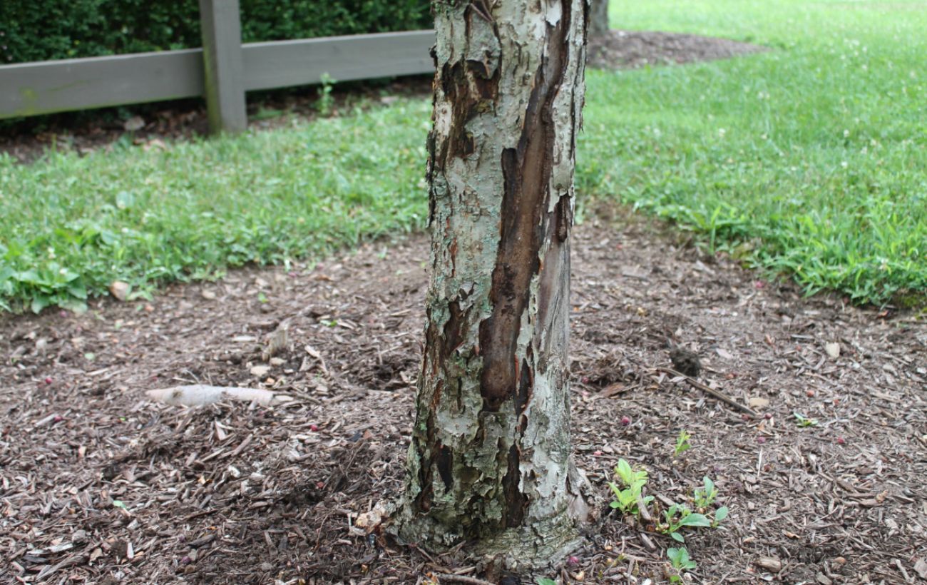Садівники розповіли, як позбутися мурах і попелиці в саду Садівники розповіли, як позбутися мурах і попелиці в саду
