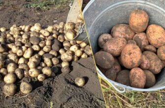 🥔 «Не саджу картоплю, поки не зроблю цю 1 дію!»: секрет, який врятує ваш врожай від гниття (гіркий досвід 2025 року) 🛑