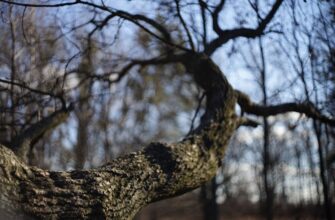 Зима здається: синоптики розповіли, яким буде останній тиждень лютого