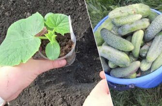 Перед посадкою огірків роблю 1 обов’язкову дію: так зав’язі не опадають навіть у максимально вологе літо
