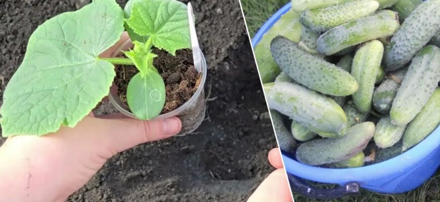 Перед посадкою огірків роблю 1 обов’язкову дію: так зав’язі не опадають навіть у максимально вологе літо Перед посадкою огірків роблю 1 обов’язкову дію: так зав’язі не опадають навіть у максимально вологе літо