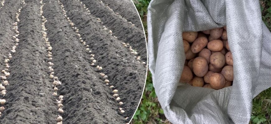 У березні залишилося мало “вдалих” днів для посадки картоплі, але якщо встигнути – бульба завалить урожаєм У березні залишилося мало “вдалих” днів для посадки картоплі, але якщо встигнути – бульба завалить урожаєм