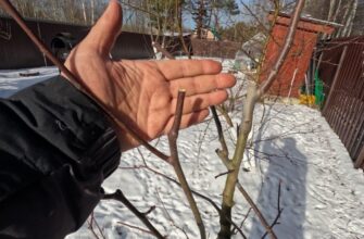Ці 4 дерева НЕ МОЖНА обрізати у березні: садівники, хто взявся за ножиці, терміново покладіть їх назад