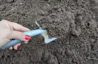 Секретна добавка з кухні для ґрунту: додала 1 ложку у відро – розсада товста і міцна без витрат