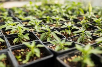 Які овочі потрібно сіяти на розсаду вже в лютому 2026, щоб отримати ранній урожай: повний список