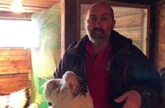 Кури перестали клювати свої яйця: поклала в гніздо по 1 тенісному м’ячику – тепер “врожай” лоточками