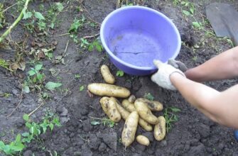 Дієва посадка картоплі “навпаки” з Польщі дає врожай у 100 разів вищий – сусіди випитуватимуть цей секрет