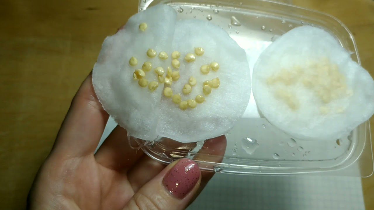 Городники розповіли, як проростити насіння перцю за три дні Городники розповіли, як проростити насіння перцю за три дні