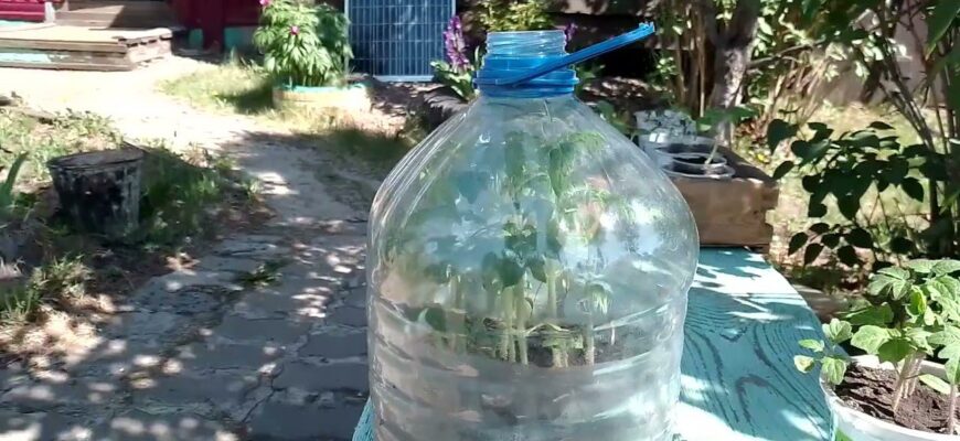 Міні-парник із пляшки всього за 5 хв: 3 чудо-трюки для садівників – 100% схожість та “потужна” розсада Міні-парник із пляшки всього за 5 хв: 3 чудо-трюки для садівників – 100% схожість та “потужна” розсада