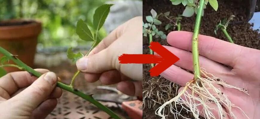 Вставляю живці у пляшку – і в холодильник: бруньки сплять, а корені ростуть – укорінюю до 40 троянд за 1 раз Вставляю живці у пляшку – і в холодильник: бруньки сплять, а корені ростуть – укорінюю до 40 троянд за 1 раз