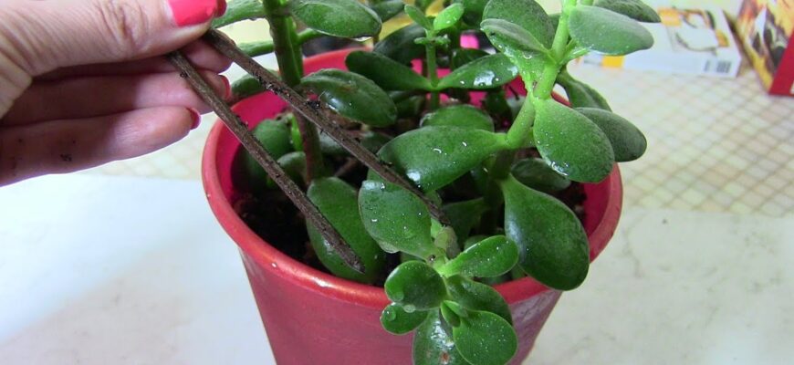 Запитали 3 садівників, навіщо прикопувати іржавий цвях у горщик із квітами – всі дали однакову відповідь