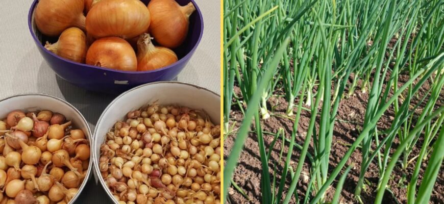 Дотримуюся ось такої глибини при посадці цибулі – про стрілки згадую тільки в страшному сні Дотримуюся ось такої глибини при посадці цибулі – про стрілки згадую тільки в страшному сні