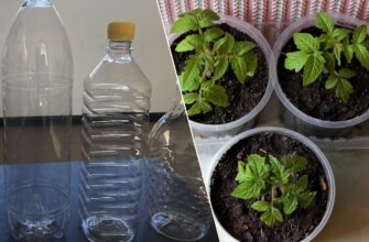 Пластикові пляшки більше не викидаю: роблю 1 теплий “щит” для розсади, аби підвищити врожайність