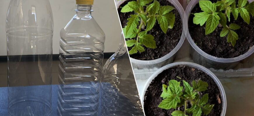 Пластикові пляшки більше не викидаю: роблю 1 теплий “щит” для розсади, аби підвищити врожайність