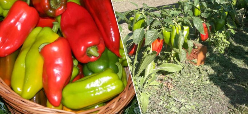 3 сорти перцю, які переживуть холодну весну 2026 року: садівники розкупають насіння — встигніть!