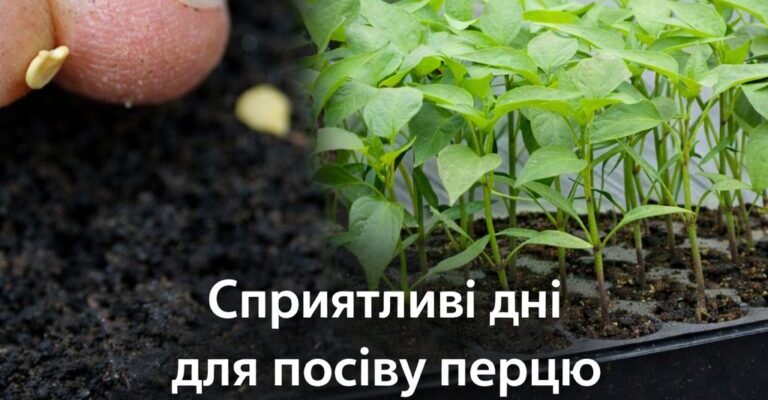 Місячний посівний календар перцю на розсаду у 2026 році. Забирайте, щоб був завжди під рукою Місячний посівний календар перцю на розсаду у 2026 році. Забирайте, щоб був завжди під рукою