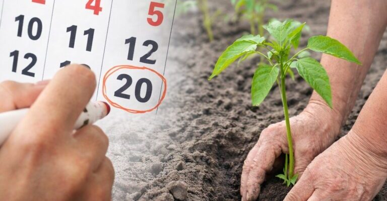 Точний місячний календар для посіву в березні 2026 року: що садити на розсаду та в які дні. Точний місячний календар для посіву в березні 2026 року: що садити на розсаду та в які дні.