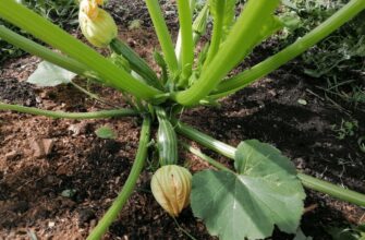 Кабачки родять до осені без перерви: 1 прищипування в червні зміцнює рослини і подвоює врожай