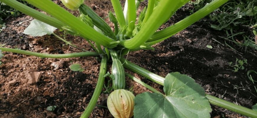 Кабачки родять до осені без перерви: 1 прищипування в червні зміцнює рослини і подвоює врожай