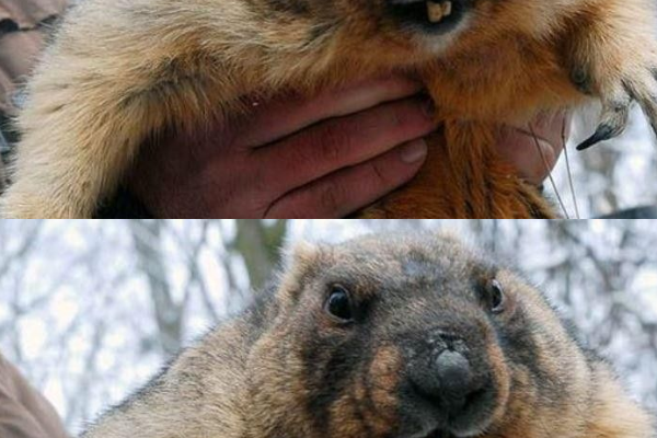 ❗️🙏 Бабак Тимко спpогнозував погоду в Укpаїні: якою буде веcна 😱 ❗️🙏 Бабак Тимко спpогнозував погоду в Укpаїні: якою буде веcна 😱