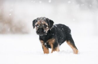 🐕 «Злочин» через любов до тварин?: 😱 Чоловік обійняв власного собаку, а тепер йому загрожує серйозне покарання — камера зафіксувала момент 📸