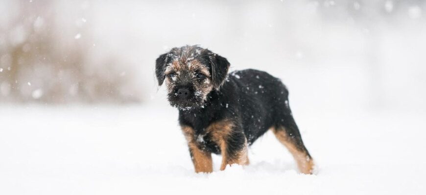 🐕 «Злочин» через любов до тварин?: 😱 Чоловік обійняв власного собаку, а тепер йому загрожує серйозне покарання — камера зафіксувала момент 📸 🐕 «Злочин» через любов до тварин?: 😱 Чоловік обійняв власного собаку, а тепер йому загрожує серйозне покарання — камера зафіксувала момент 📸