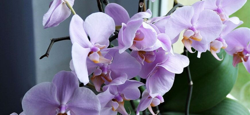 Чому обов’язково треба мати орхідею в домі: як вона впливає на щастя, здоров’я та гроші Чому обов’язково треба мати орхідею в домі: як вона впливає на щастя, здоров’я та гроші