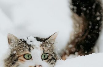 День ангела 1 лютого: кого та як вітати з іменинами